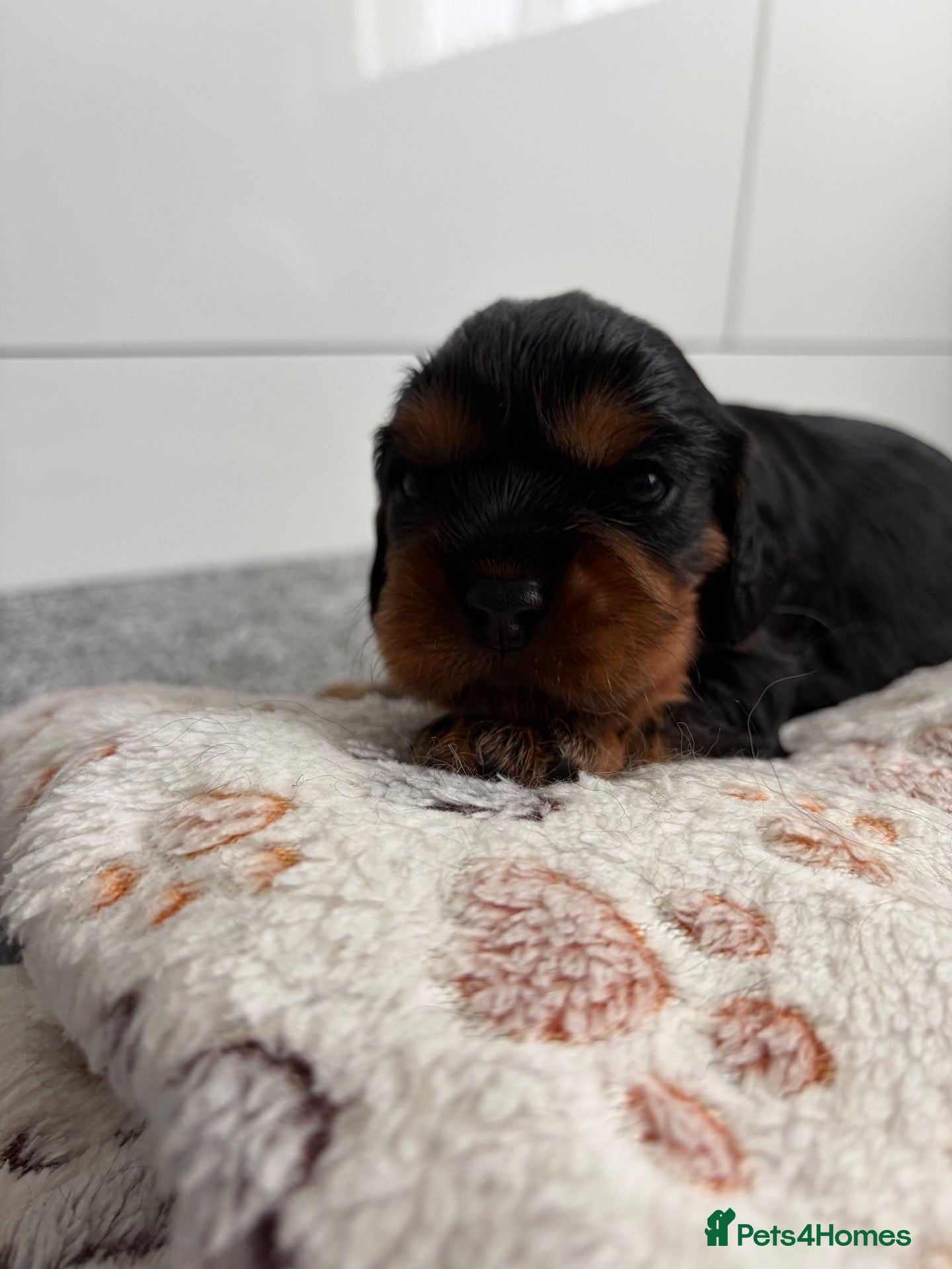 Cavalier King Charles Spaniel dogs Cavalier King Charles Spaniel puppies - Advert 9