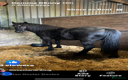 Welsh Section D horses for sale: Section D beautiful Black Mare Magic - Image 6