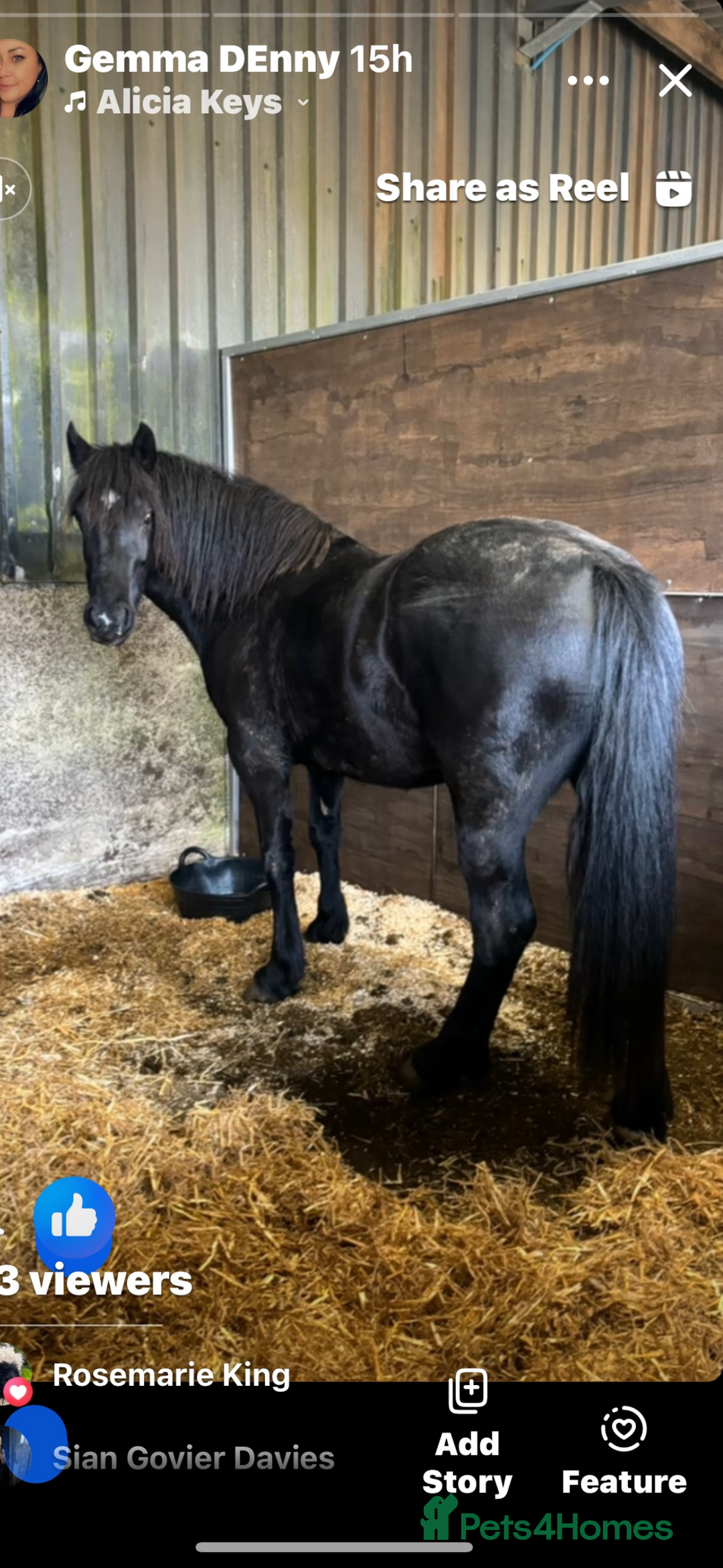 Welsh Section D horses for sale: Section D beautiful Black Mare Magic - Image 6