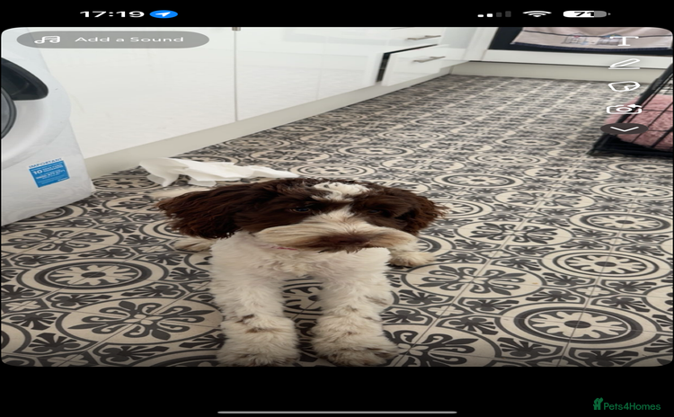 Cockapoo dogs - Advert 2