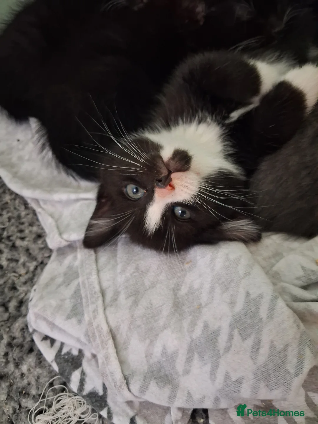 Domestic Shorthair cats for sale: Kittens  in Inverkeithing - Advert 2