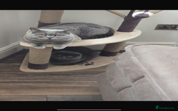 Scottish Fold cats for sale: Male kitten Scottish fold 9 weeks old - Image 4
