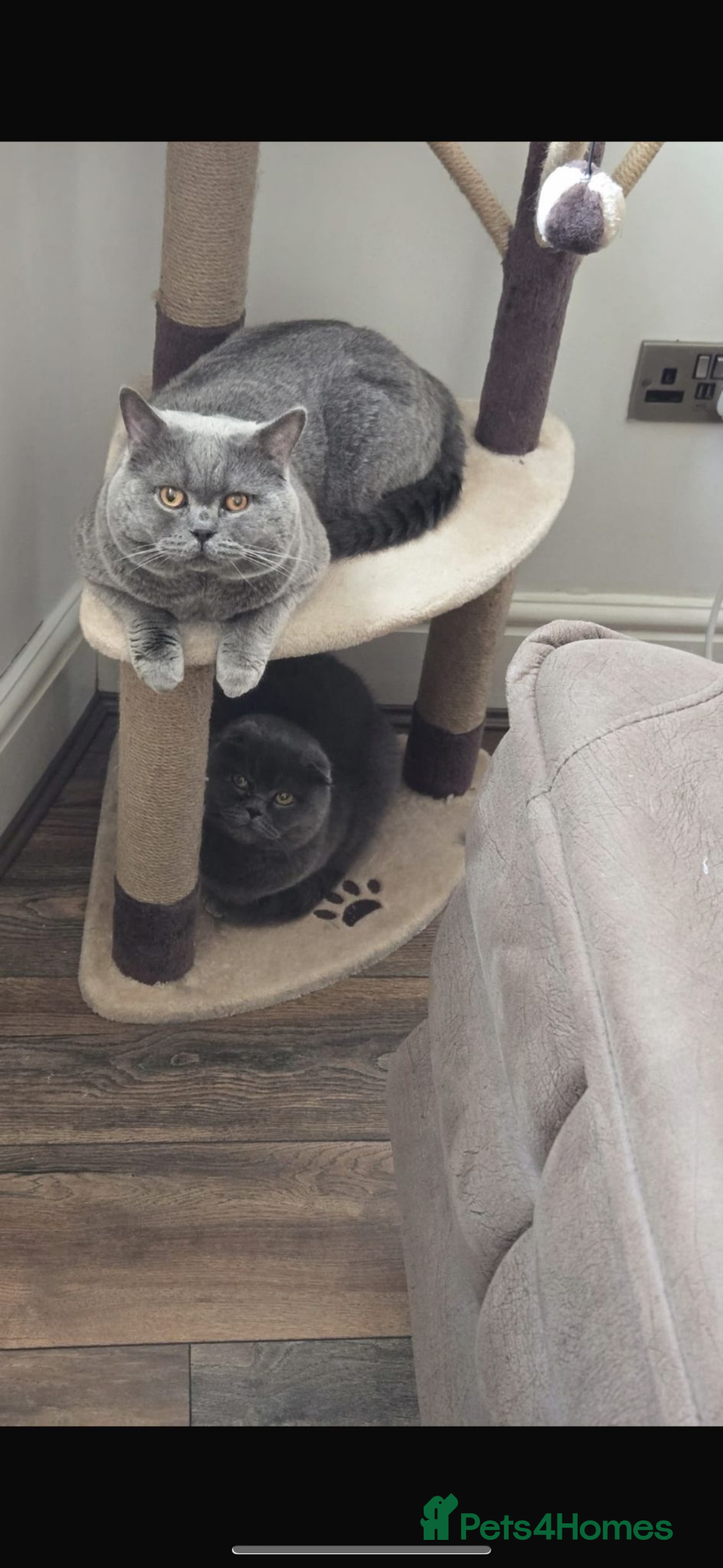 Scottish Fold cats for sale: Male kitten Scottish fold 9 weeks old - Image 4