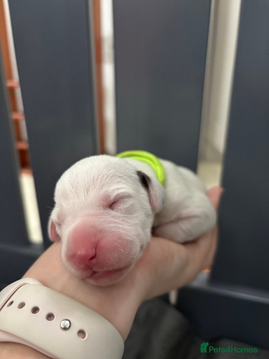 Dalmatian dogs for sale: 8 Gorgeous Dalmatian Puppies - Image 11