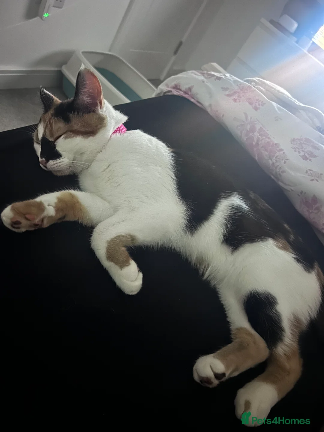 Mixed Breed cats for sale: Beautiful calico cat  - Advert 2