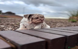 English Bulldog dogs for sale: 1mr muscle girl left reduced £2000 kc 9week old - Image 13