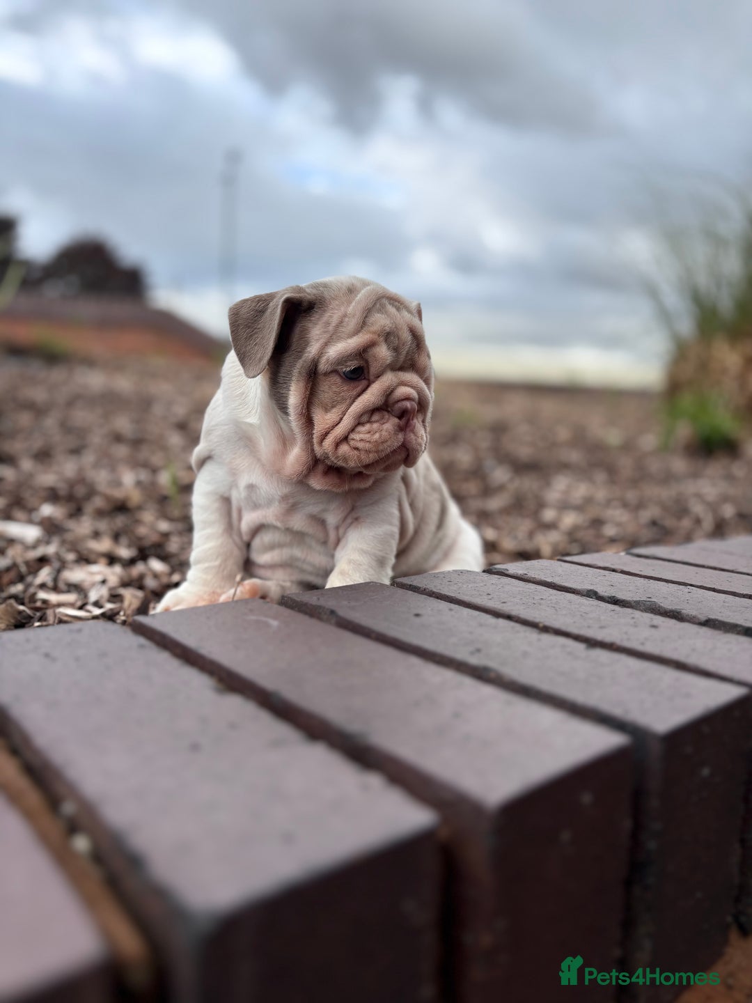 English Bulldog dogs for sale: 1mr muscle girl left reduced £2000 kc 9week old - Image 13