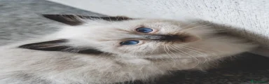 Ragdoll 1
