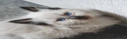 Ragdoll cats for sale: Pedigree registered ragdoll kittens Gccf  - Advert 3