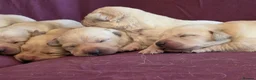 Goldador dogs for sale: Gorgeous KC Line Goldador Puppies 🐾  - Advert 20