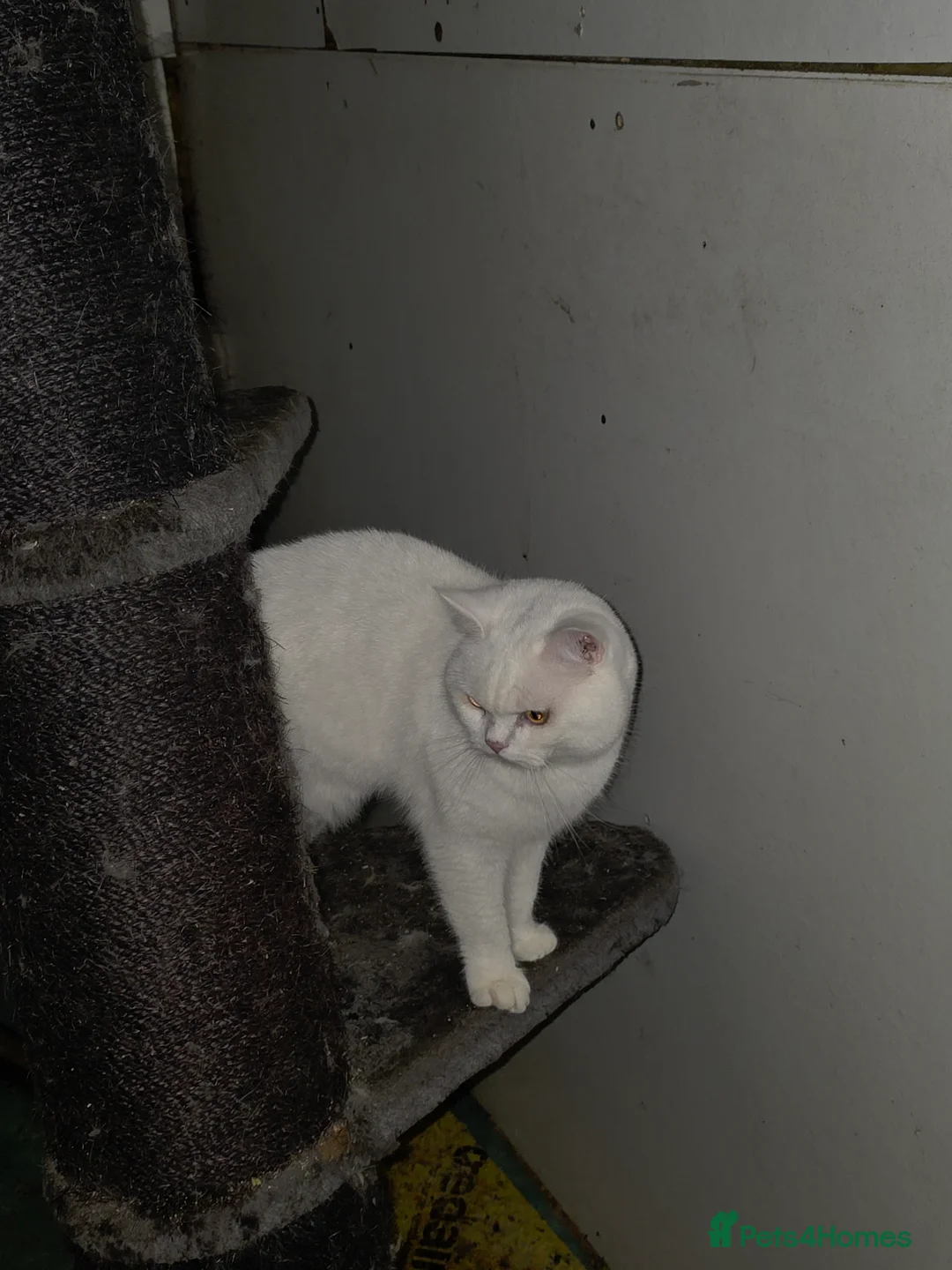 British Shorthair cats for sale: White British short hair - Advert 2