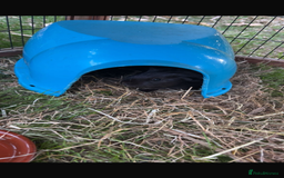 Guinea Pig rodents for sale: 6 week old male English crested guinea pigs  - Image 4