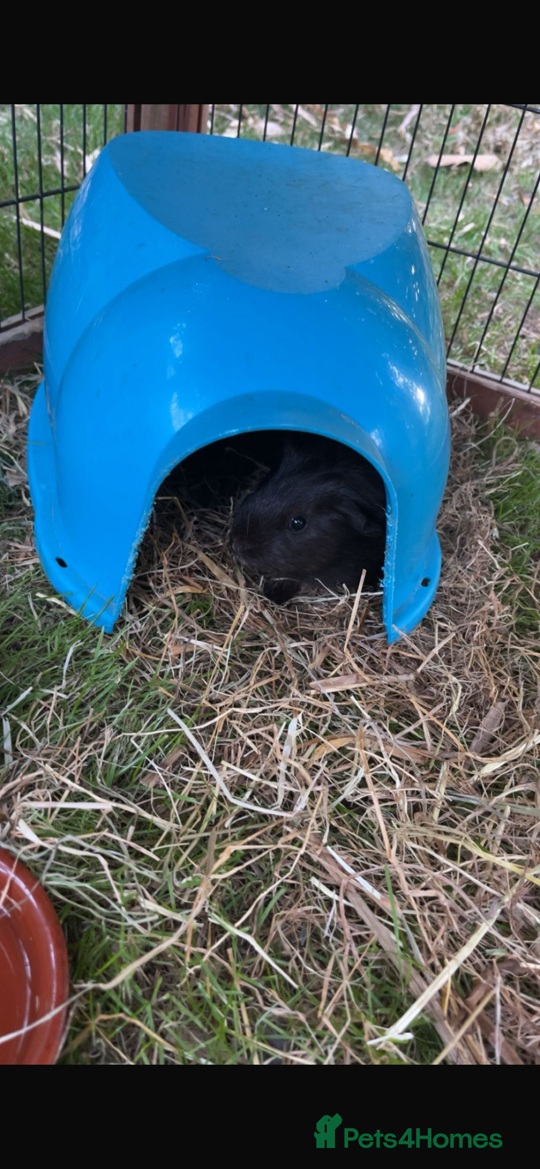 Guinea Pig rodents for sale: 6 week old male English crested guinea pigs  - Image 4