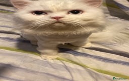 Persian cats for sale: Beautiful white persain  - Image 4