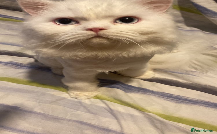 Persian cats - Advert 11
