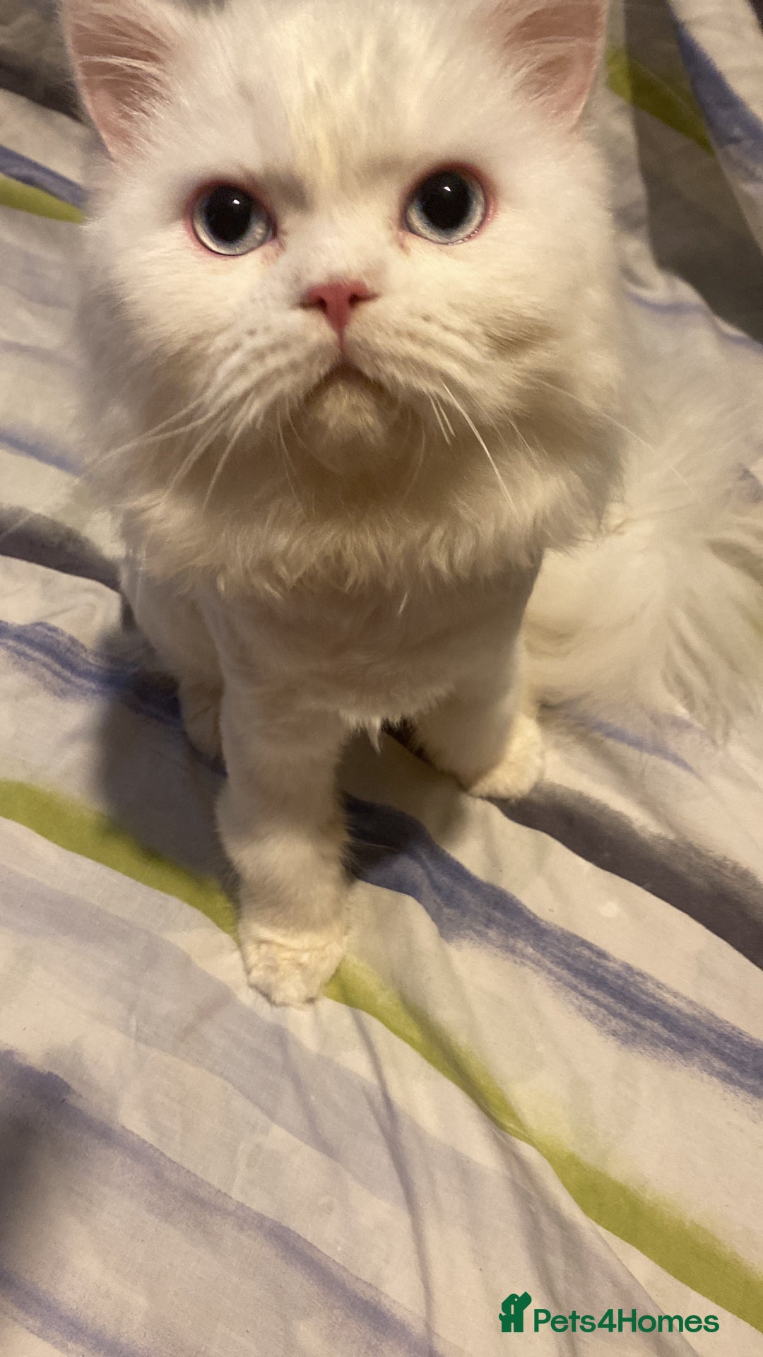 Persian cats for sale: Beautiful white persain  - Image 4