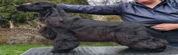 Cocker Spaniel dogs for sale: Solid Black Extensively Health Tested Show Pups!  in Lincoln - Advert 7