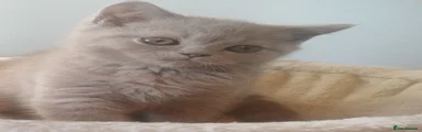 British Shorthair 4