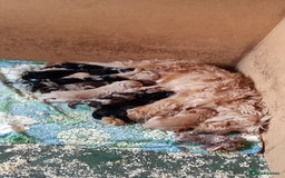 Cockapoo dogs for sale: Healthy beautiful puppies  - Advert 1