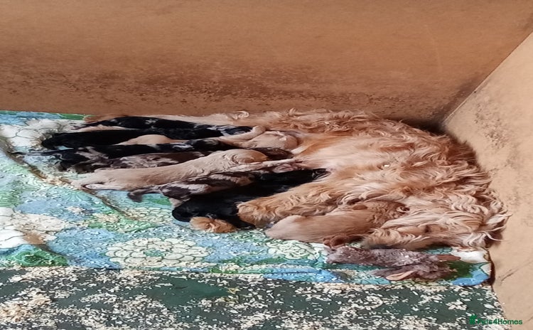 Cockapoo dogs Healthy beautiful puppies  - Advert 1