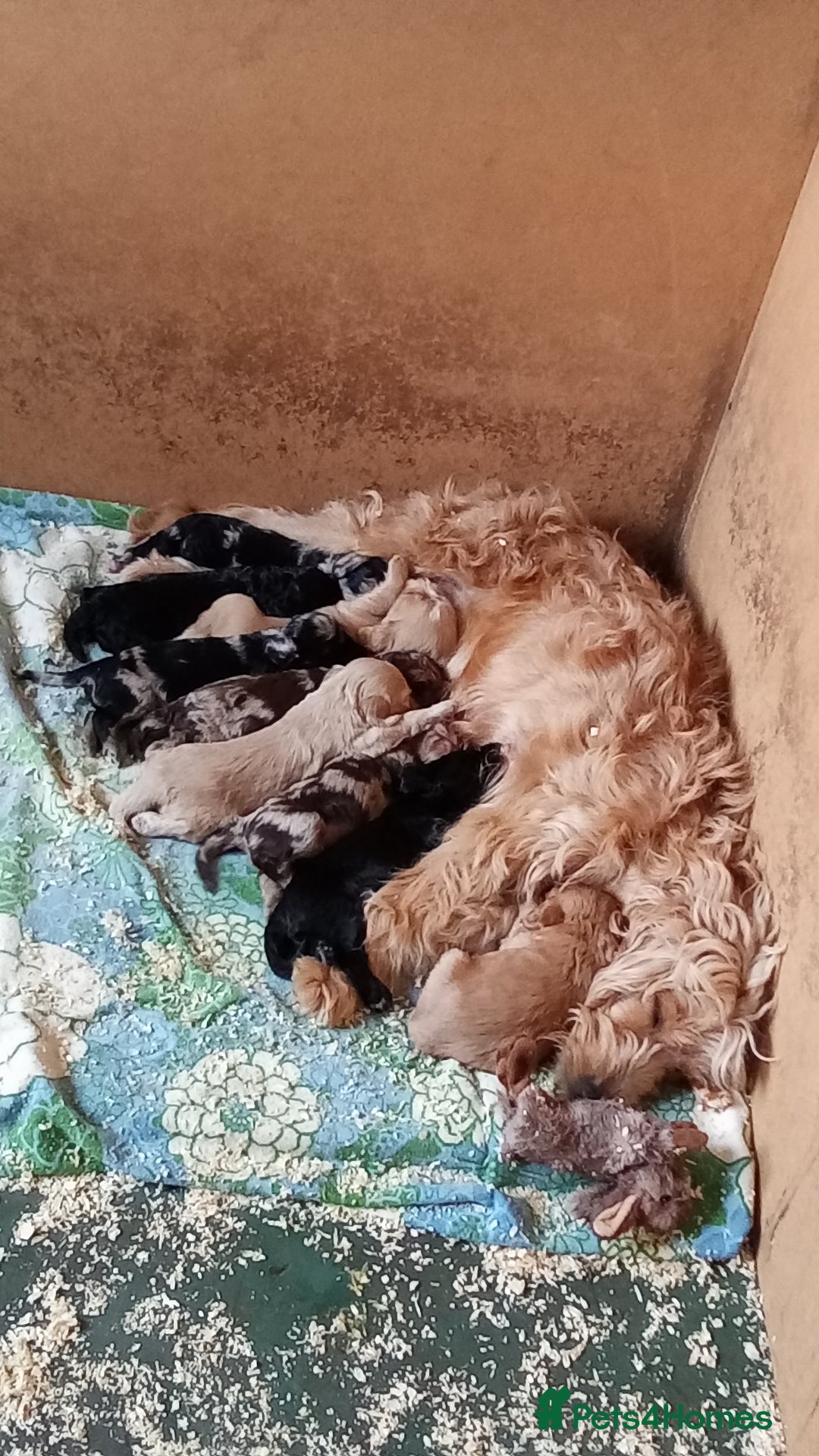 Cockapoo dogs for sale: Healthy beautiful puppies  - Advert 1