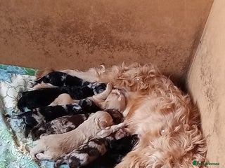 Cockapoo dogs Healthy beautiful puppies - Advert 4