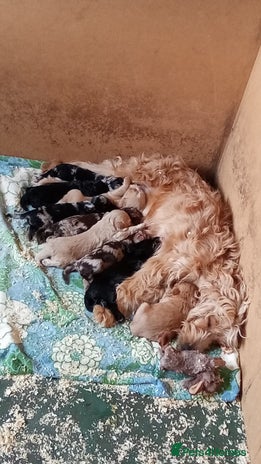 Cockapoo dogs Healthy beautiful puppies - Advert 5