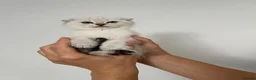 Scottish Fold cats for sale: PUREBRED SCOTTISH FOOD LONGHAIR & SHORTHAIR KITTEN - Advert 32