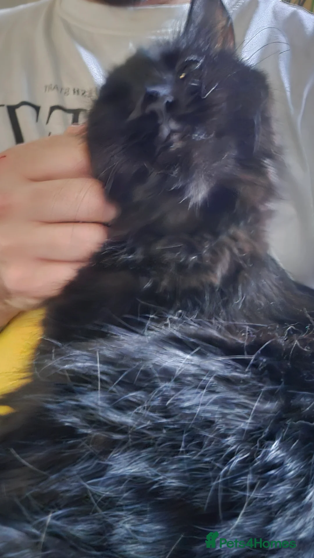 Mixed Breed cats for sale: Freya Black Female with lots of stuff  - Advert 6