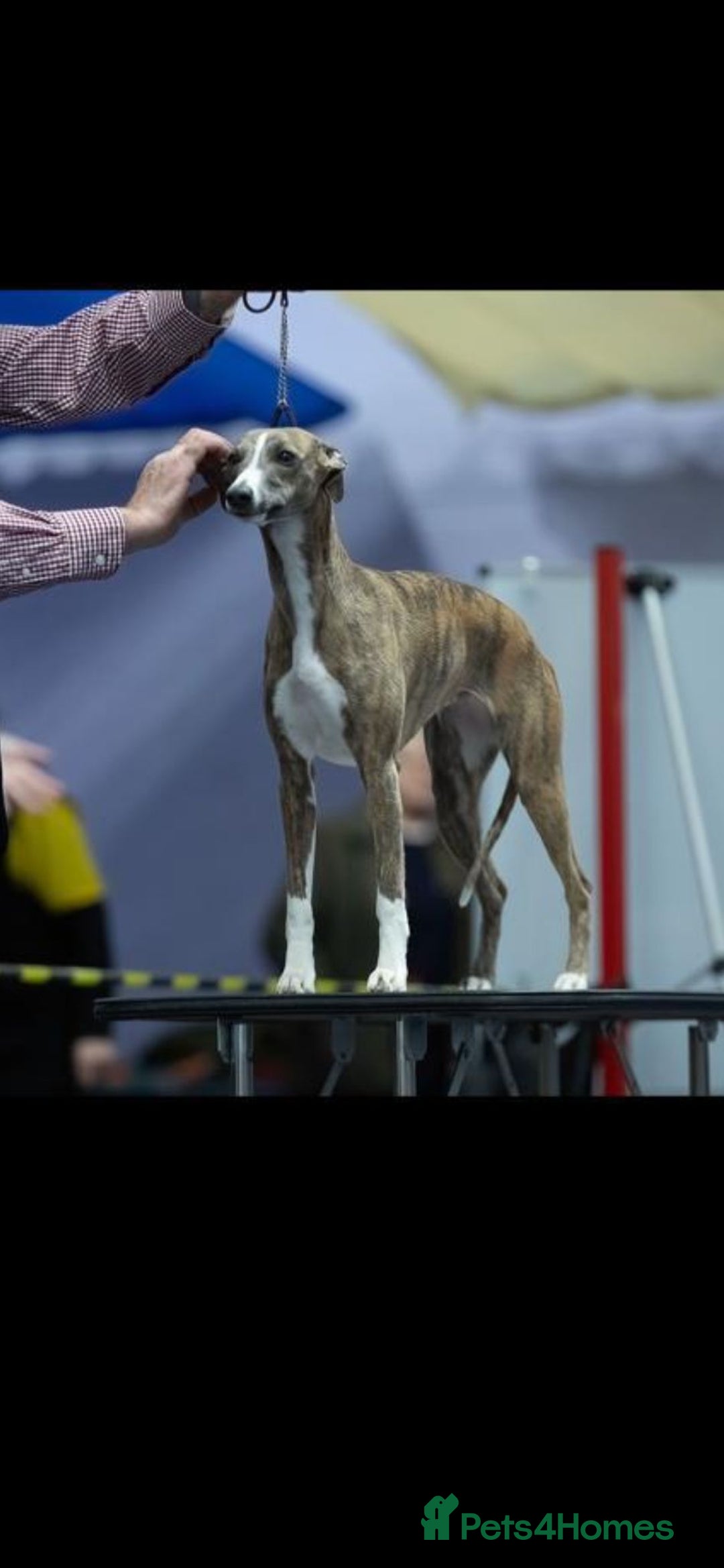 Whippet dogs for sale: Fabulous Whippet puppies  - Advert 2