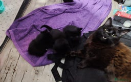 Mixed Breed cats for sale: Stunning cheeky,ragdoll cross kittens - Image 4