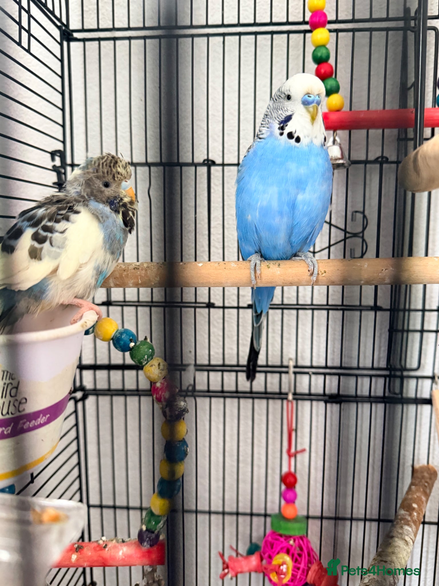 Budgerigars birds 2 Budgies + Cage - Advert 4