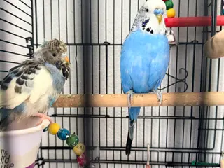 Budgerigars birds 2 Budgies + Cage - Advert 1
