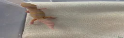 Leopard Gecko reptiles for sale: Albino leopard geckos cb26 - Advert 7
