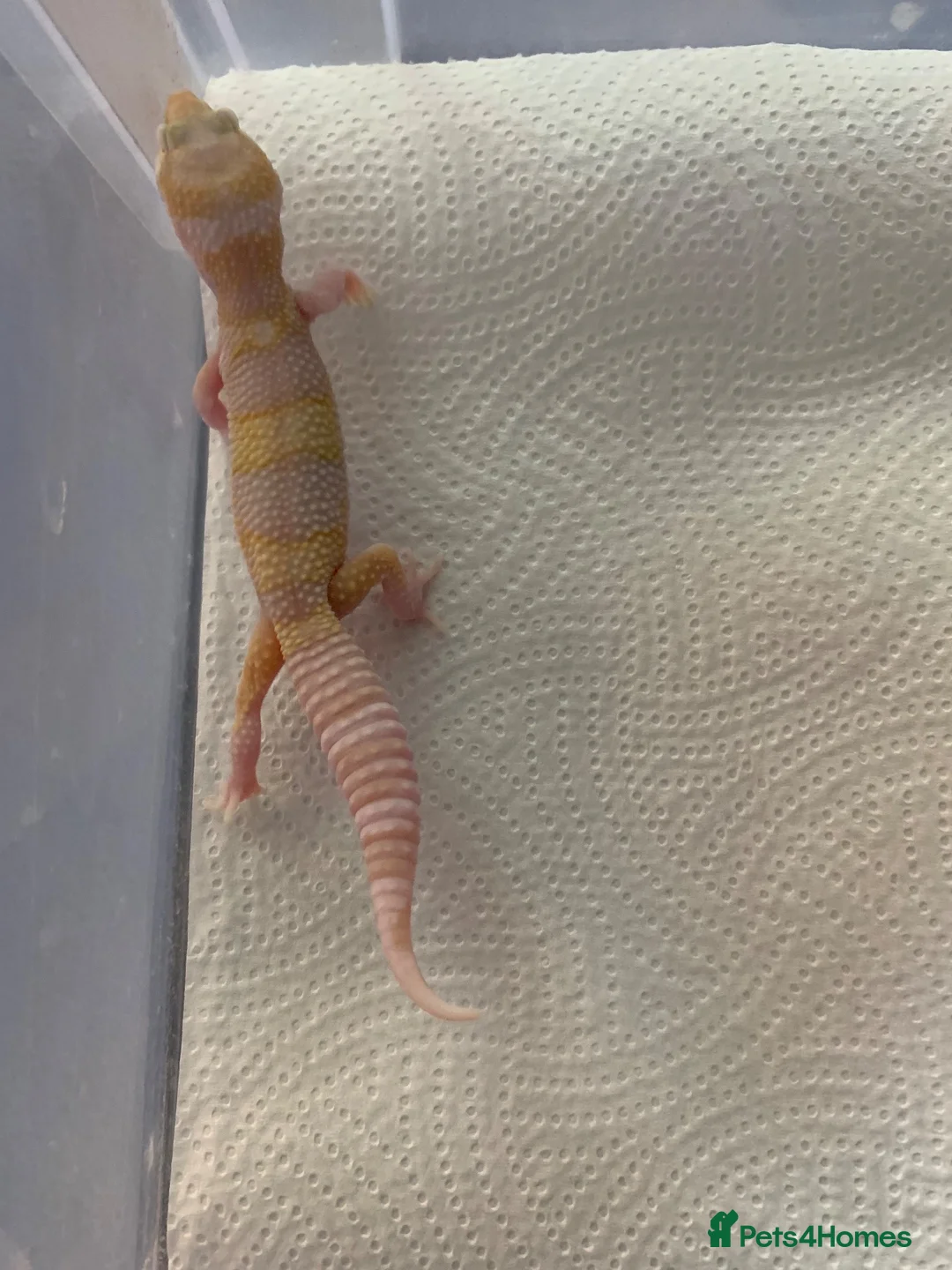 Leopard Gecko reptiles for sale: Albino leopard geckos cb26 - Advert 7