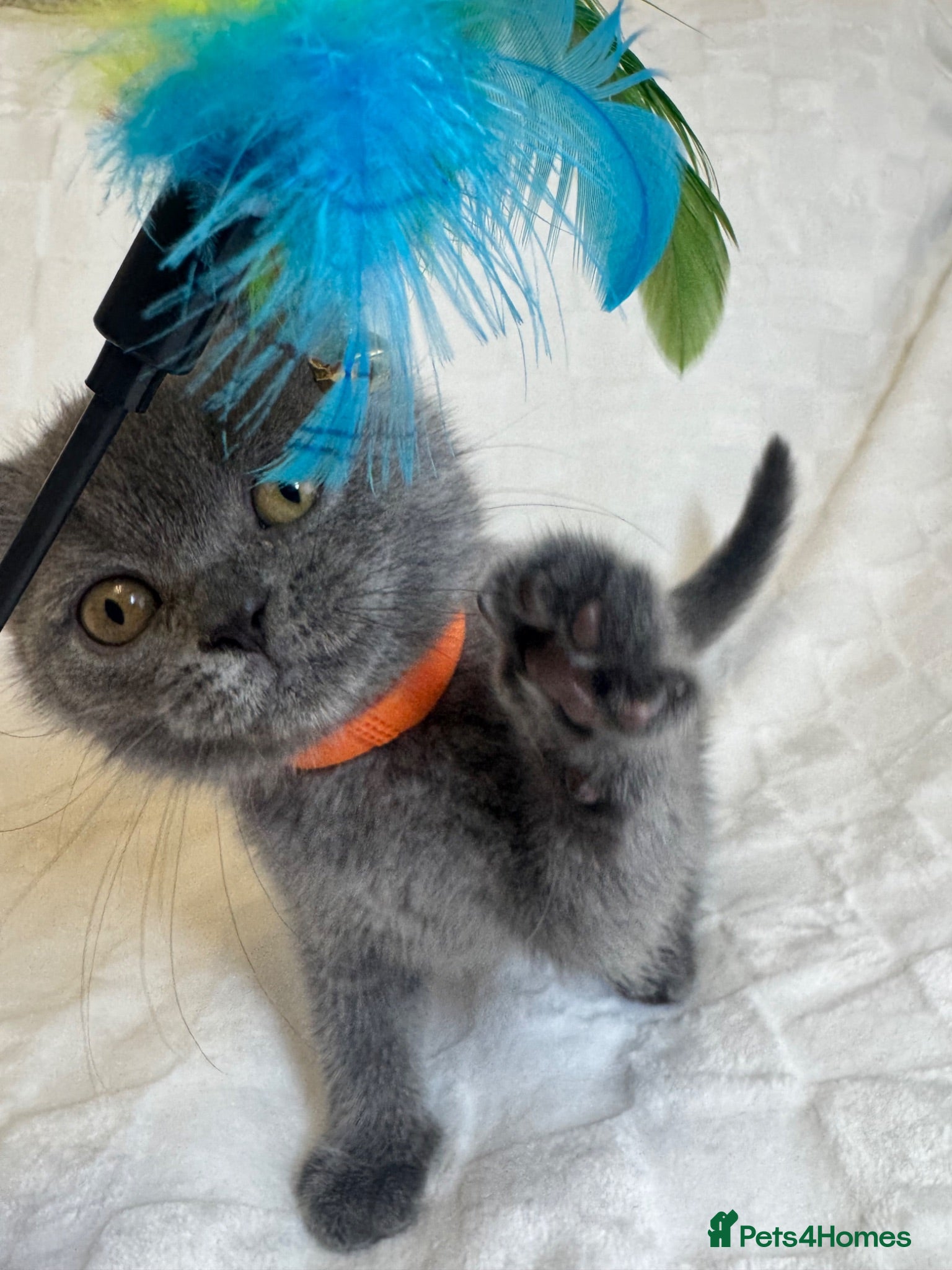 British Shorthair cats Beautiful  Blue British Shorthair Kittens  - Advert 6