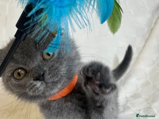 British Shorthair cats Beautiful Blue British Shorthair Kittens - Advert 6