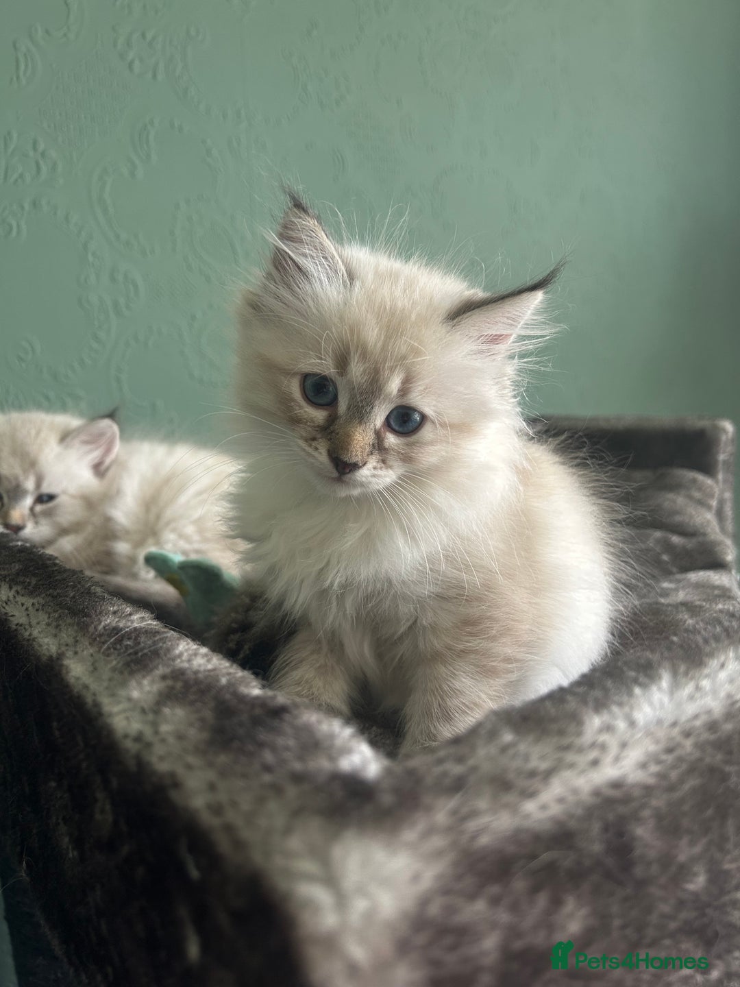 Siberian cats for sale: 😍 Siberian Neva Masquerade kittens 😍 - Image 4