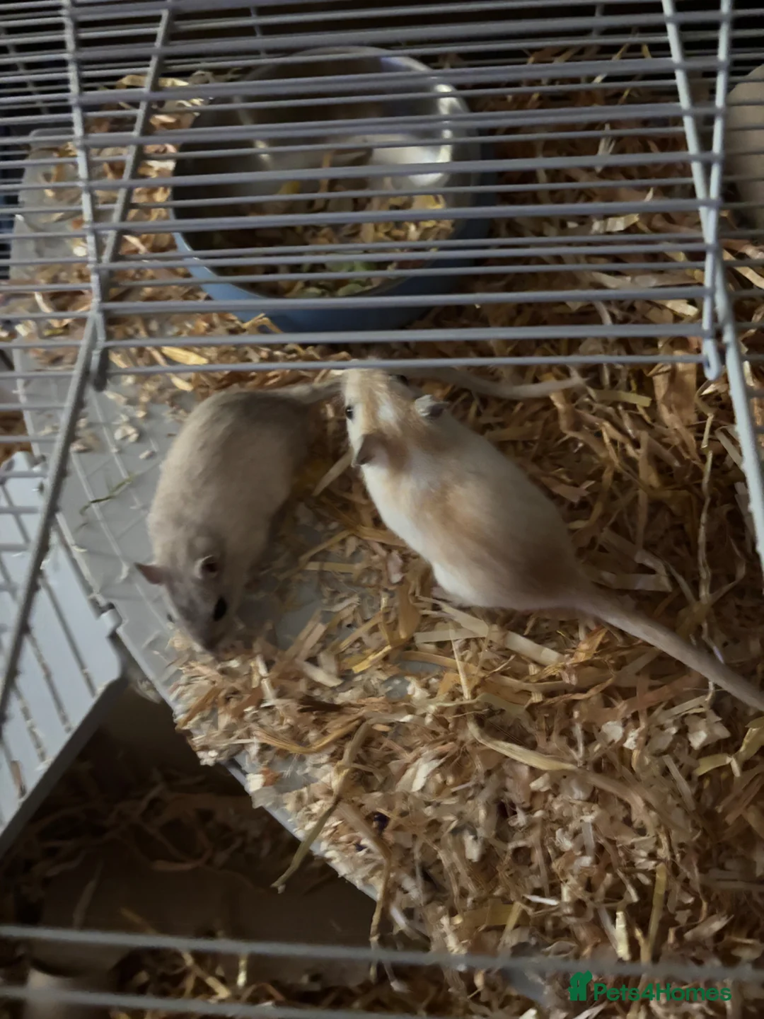 Gerbil rodents for sale: 2 male gerbils with hut and all accessories - Advert 2