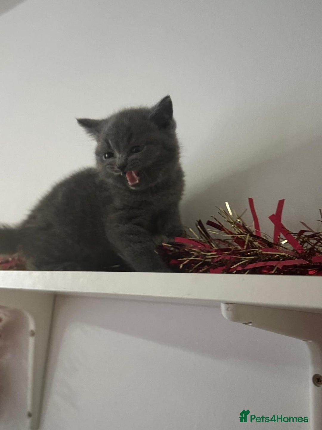 British Shorthair cats for sale: Blue British shorthair  - Advert 5