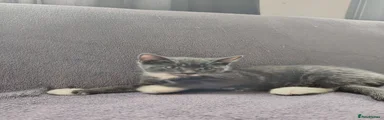 British Shorthair 2