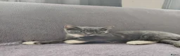 British Shorthair cats for sale: ur sweet kittens ready to steal your heart. - Advert 8