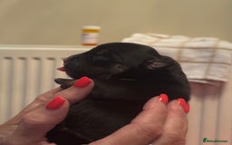 American Bully dogs for sale: American Pocket Bully Puppies - Image 2