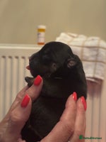 American Bully dogs - Advert 15