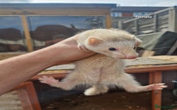 Ferret rodents for sale: Baby ferrets  - Image 5