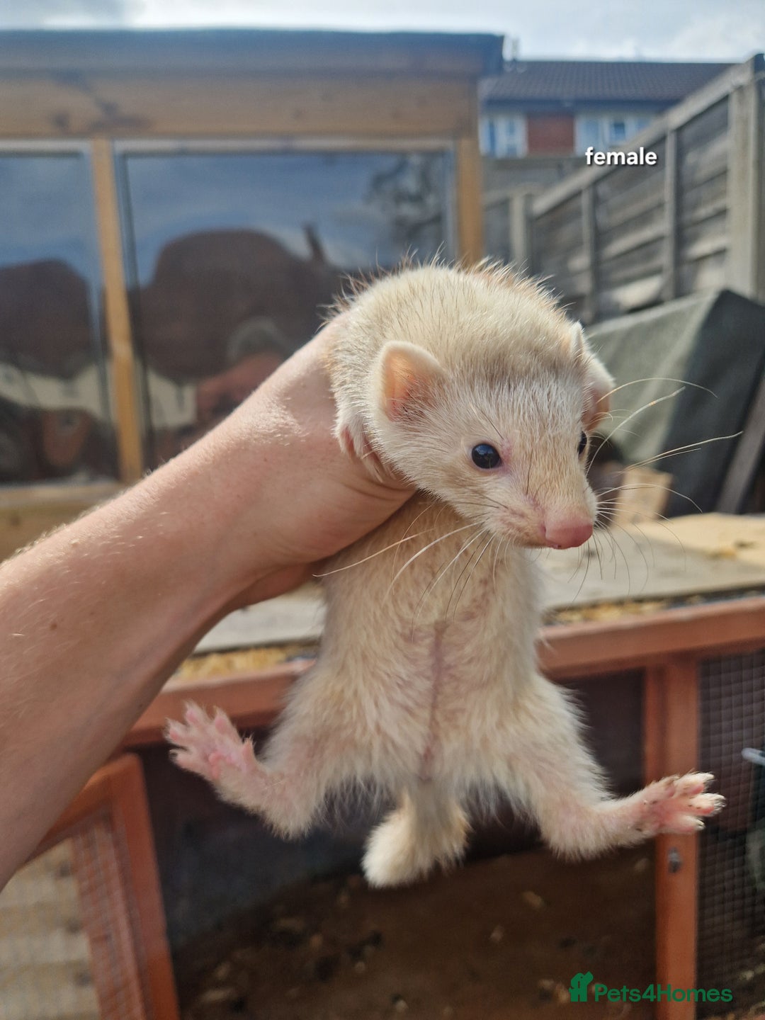 Ferret rodents for sale: Baby ferrets  - Image 5