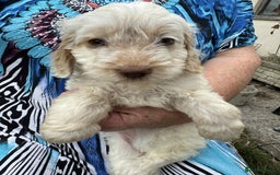 Cockapoo dogs for sale: F1 beautiful  cockapoo puppy’s  - Image 13