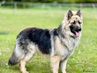 German Shepherd dogs in Royston - Advert 2