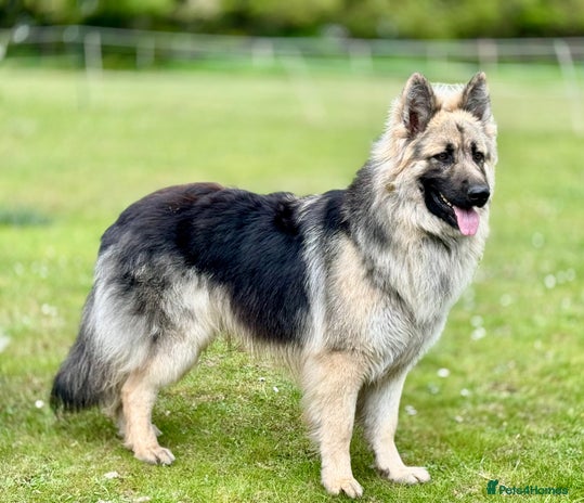 Silver Sable Sable Gsd For Sale Shepherd Dog Long Coat Blue Gsd