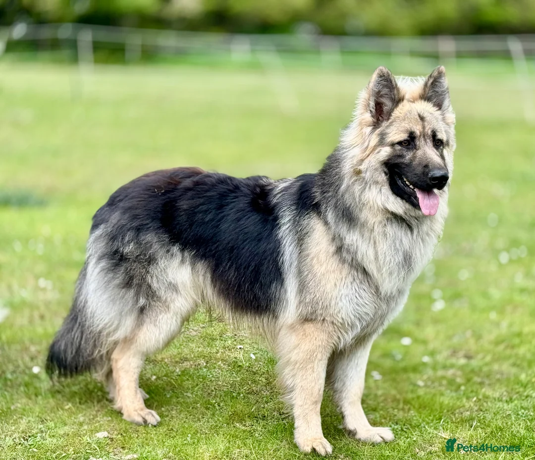 German Shepherd dogs for stud: Black and silver stud dog. Kc reg. health tested in Royston - Advert 2